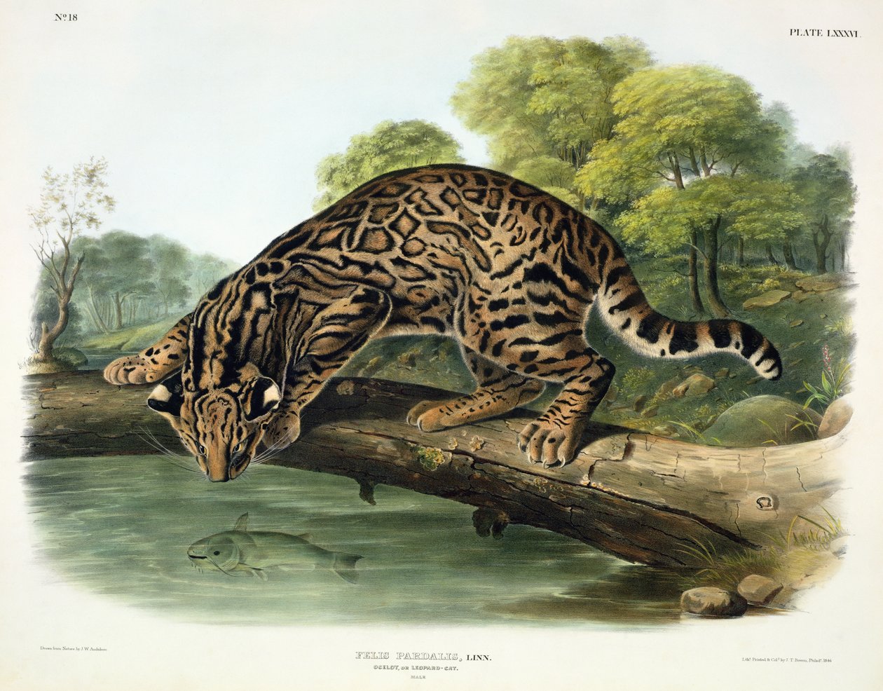 Felis Pardalis (Ocelot eller leopardkatt), tavla 86 från "Quadrupeds of North America", graverad av John T. Bowen (1801-c.1856), 1846. av John Woodhouse Audubon