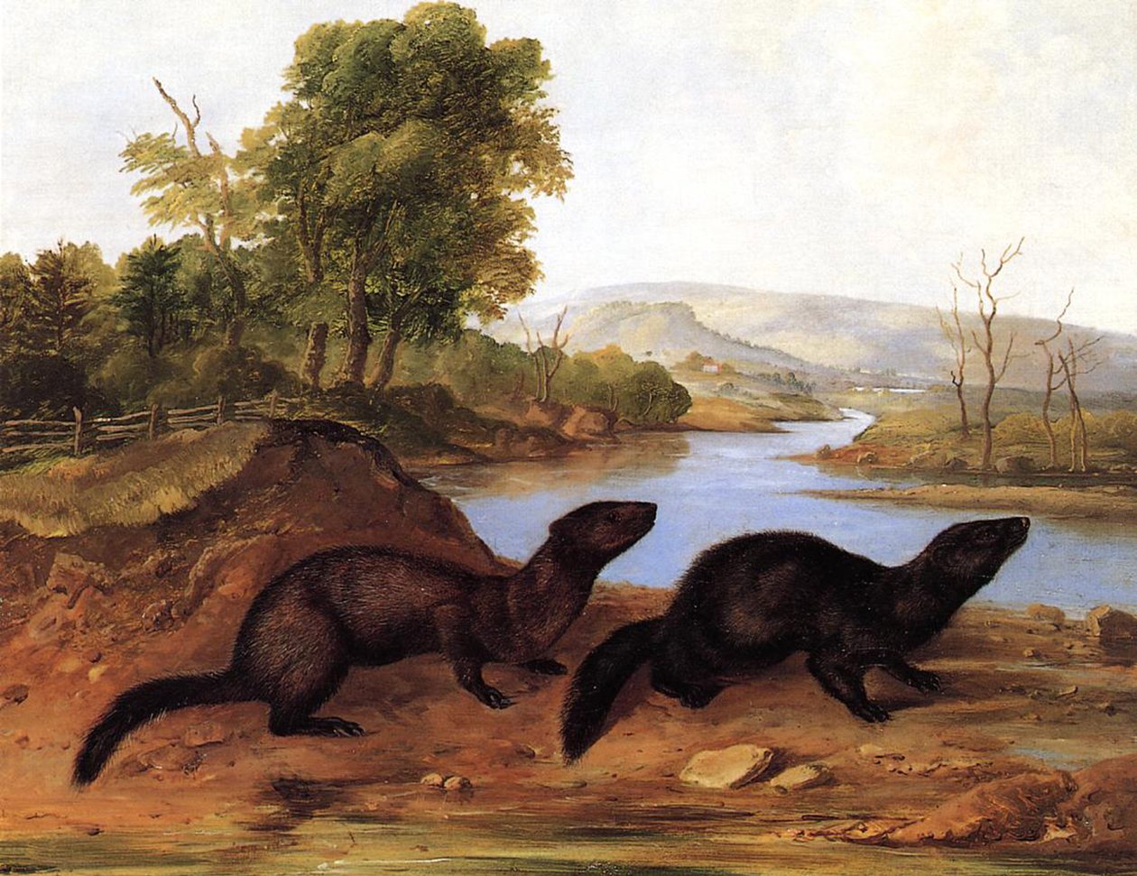 Minks, ca 1848 av John Woodhouse Audubon