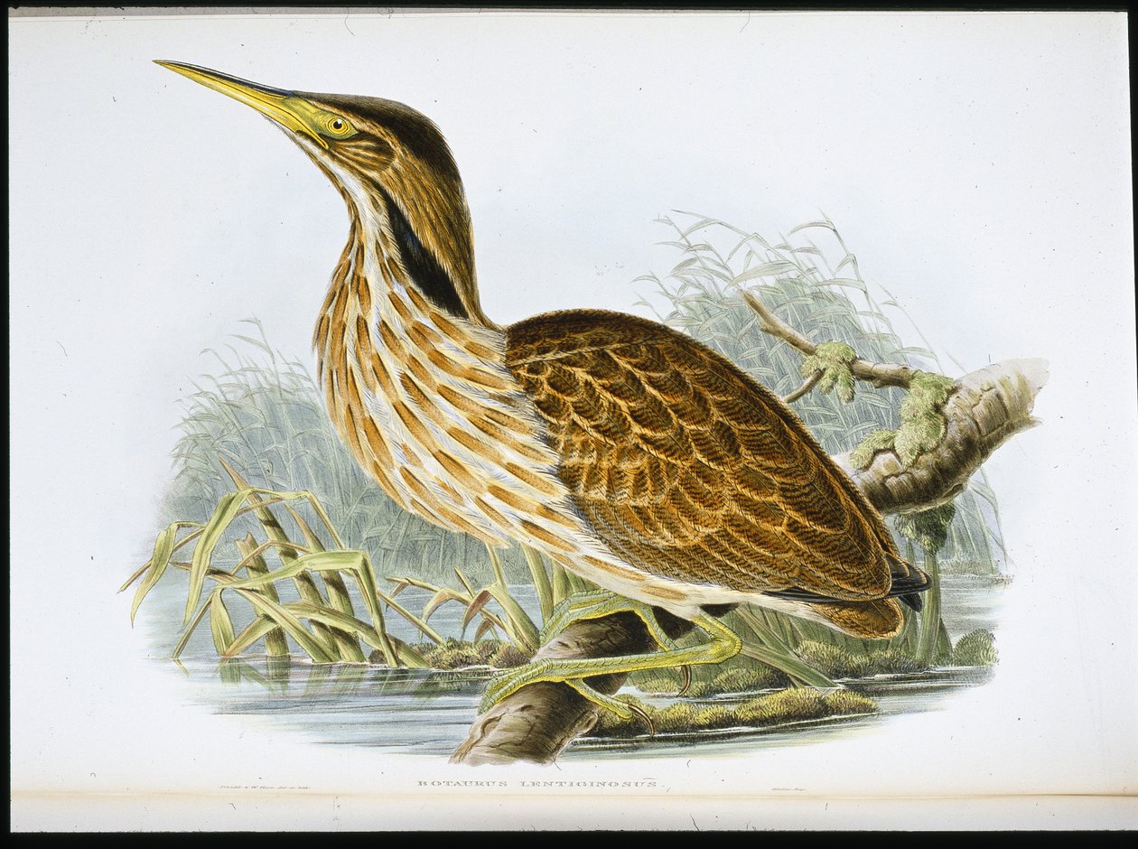 American Bittern (Botaurus Lentiginosus) (handfärgad litho) av John (after) Gould