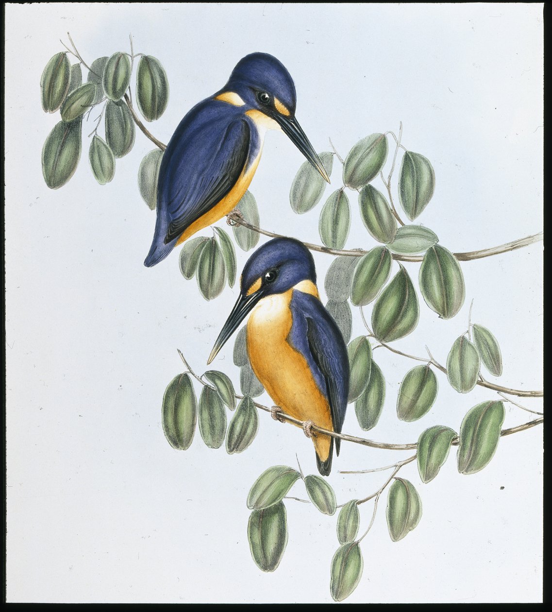 Azure Kingfisher (Alcyone Azurea) (handfärgad litho) av John (after) Gould