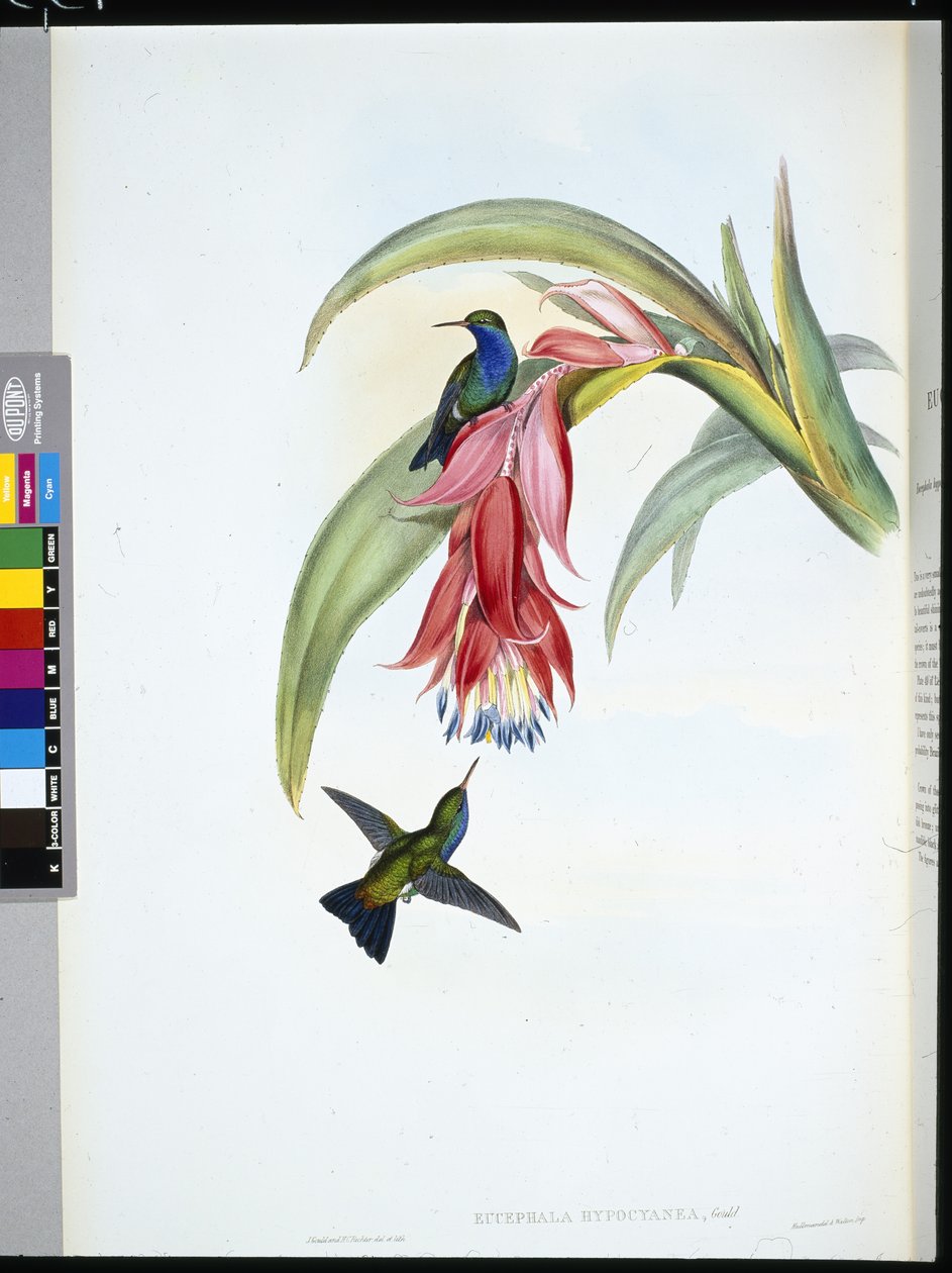 Blåbröst safir (Eucephala Hypocyanea) (handfärgad litho) av John (after) Gould