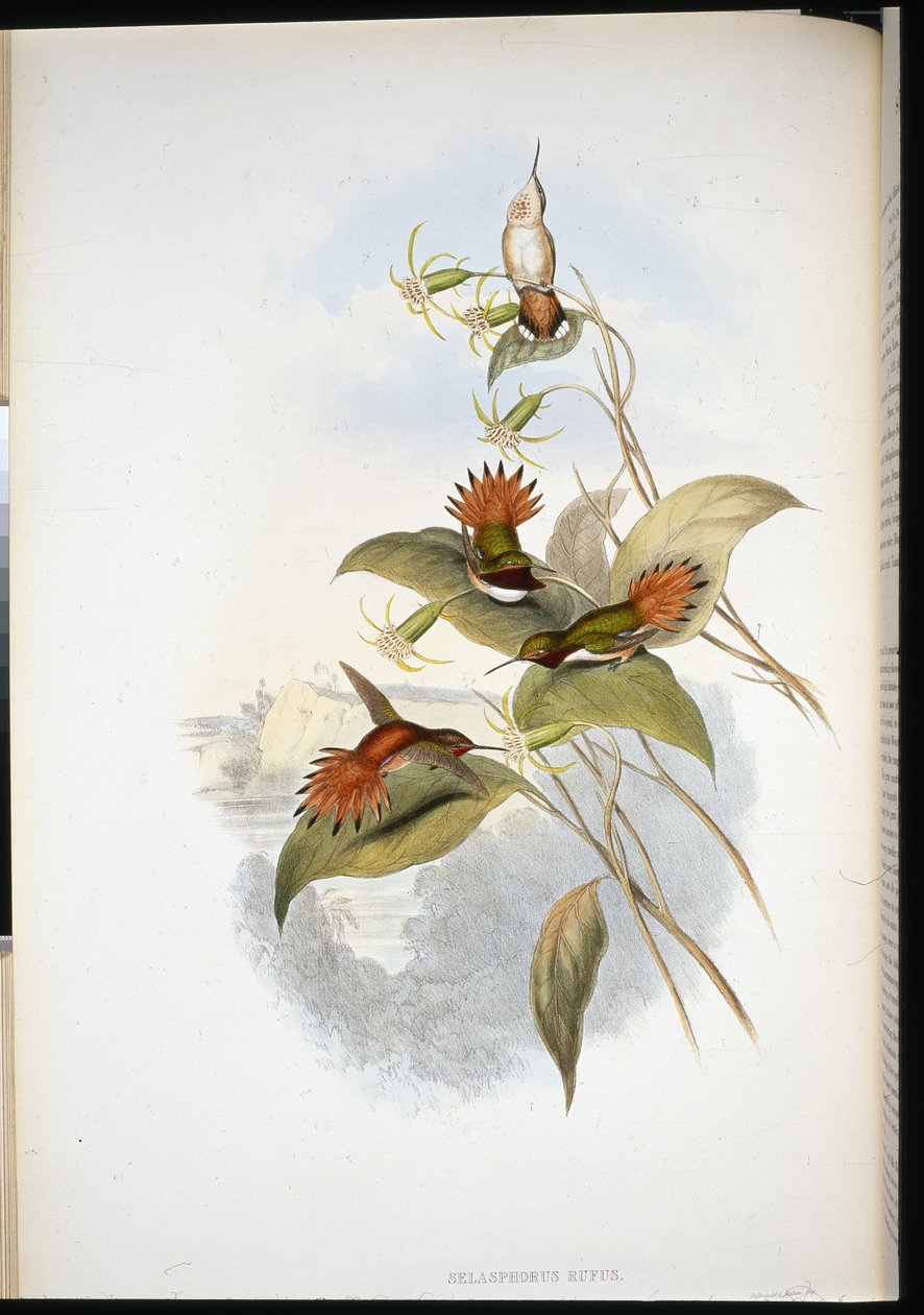 Blåhårig safir (eucephala grayi) (handfärgad litho) av John (after) Gould