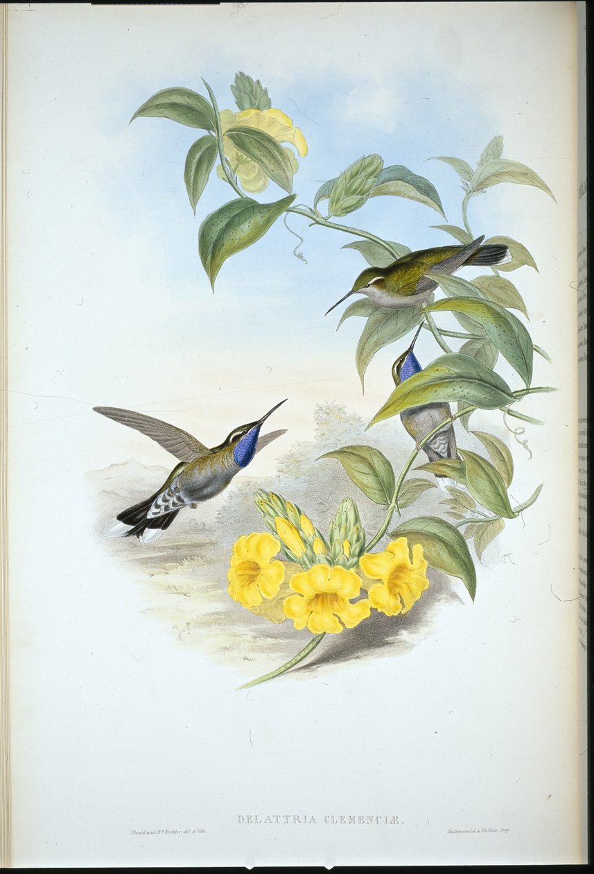 Blåstrupig Cazique (Delattria Clemenciae) (handfärgad litho) av John (after) Gould