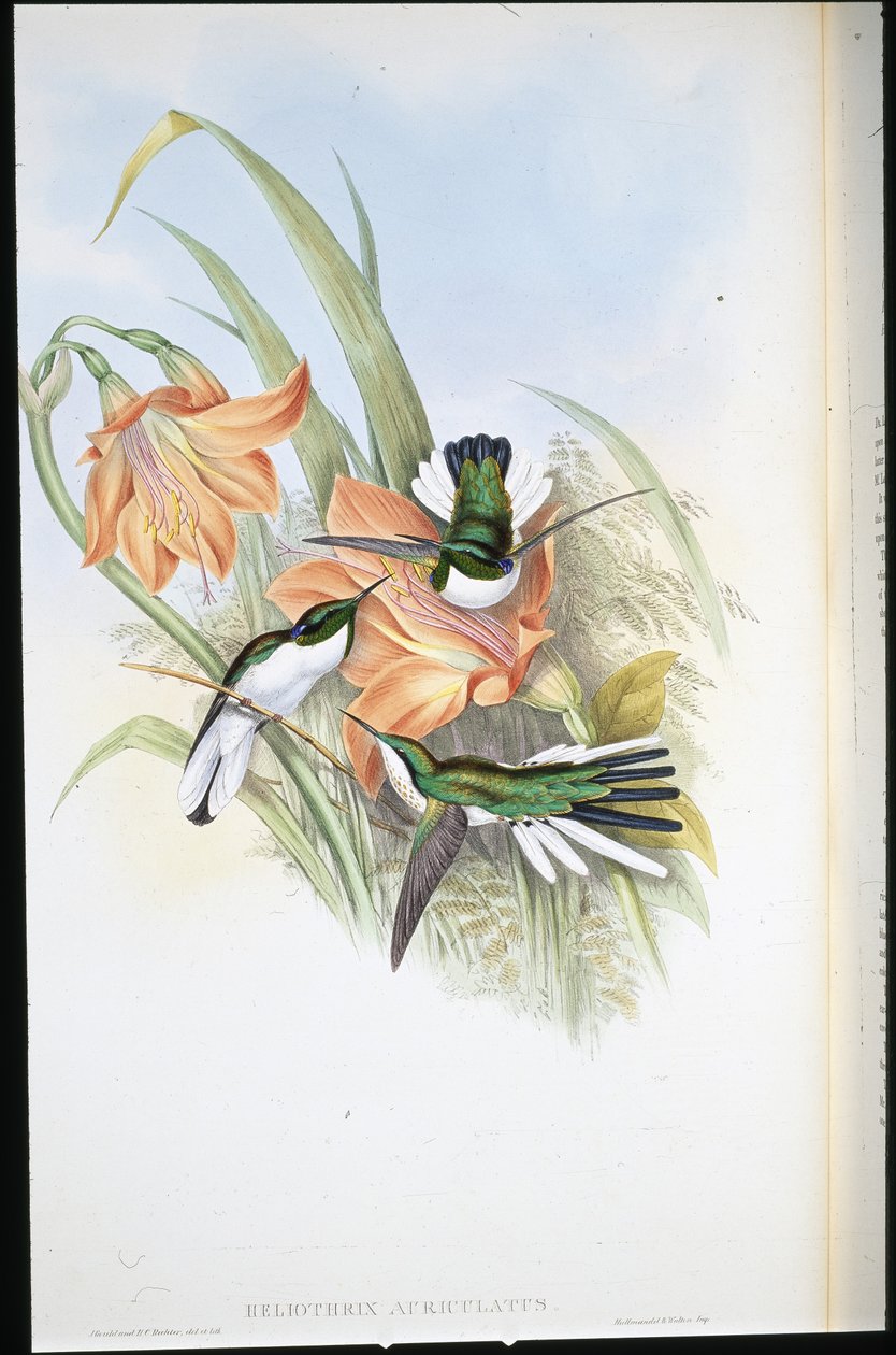 Brasiliansk älva (Heliothrix Auriculatus) (handfärgad litho) av John (after) Gould