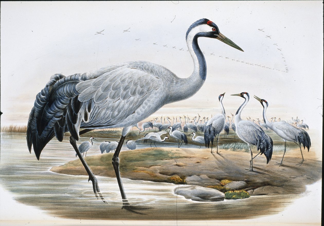 Trana (Grus Cinerea0 (handfärgad litho) av John (after) Gould