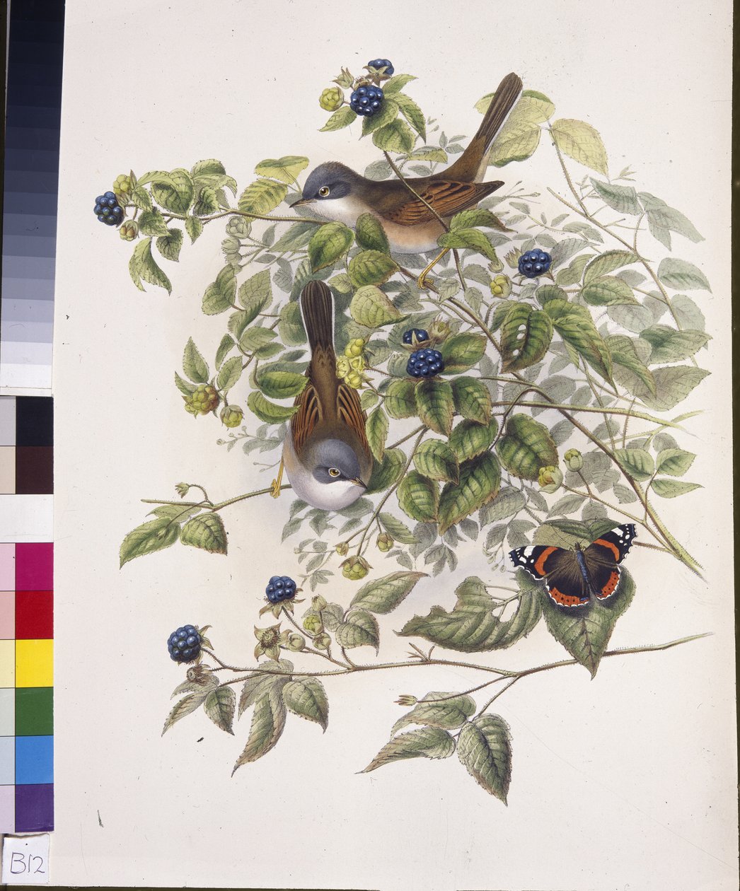 Vitstrupe (Sylvia communis) (handfärgad litho) av John (after) Gould