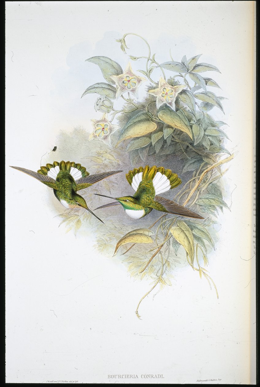 Conrads inka (Bourcieria Conradi) (handkolorerad litho) av John (after) Gould