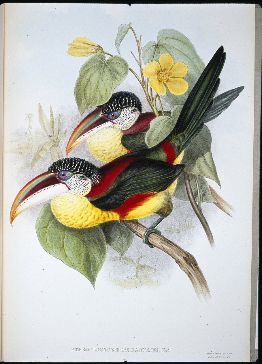 Curl-crested Aracari (Pteroglossus Beauharnaisi) (handfärgad litho) av John (after) Gould