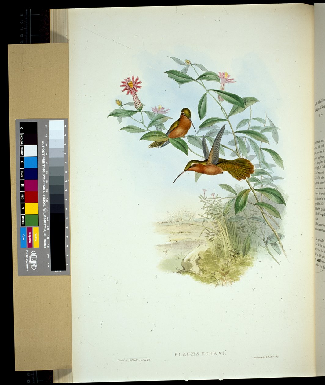 Dohrns eremit (glaucus Dohrni) (handfärgad litho) av John (after) Gould