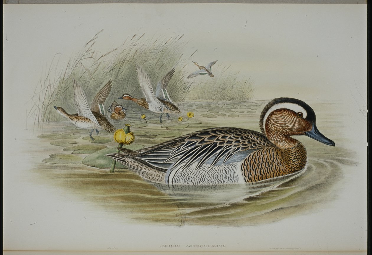 Garganey (Querquedula Circia) (handfärgad litho) av John (after) Gould