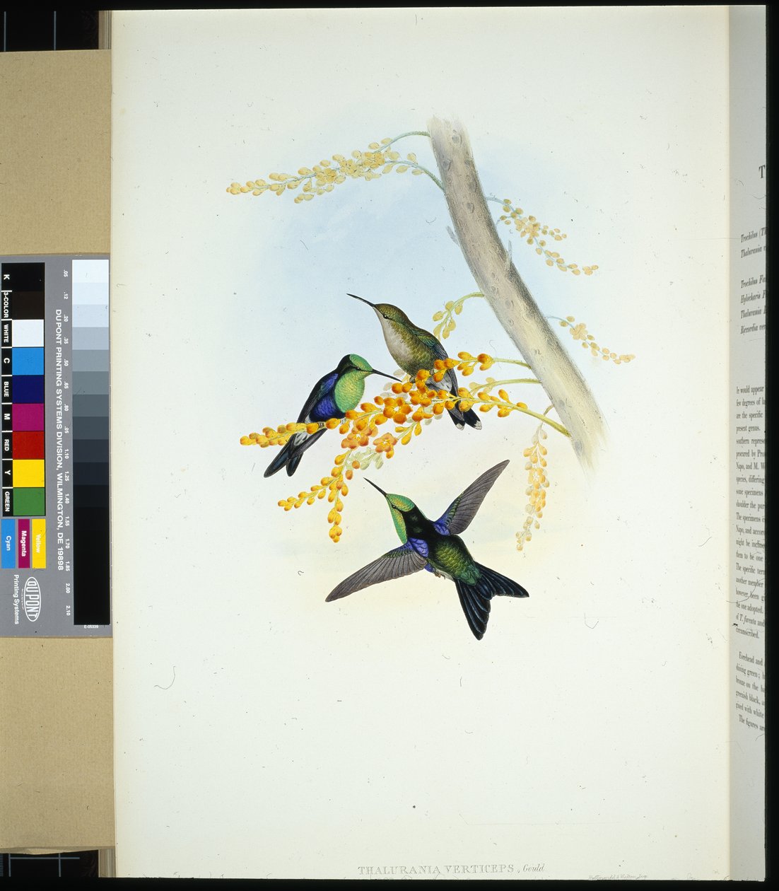 Grönkrönta Panoplites (thalurania verticeps) (handfärgad litho) av John (after) Gould