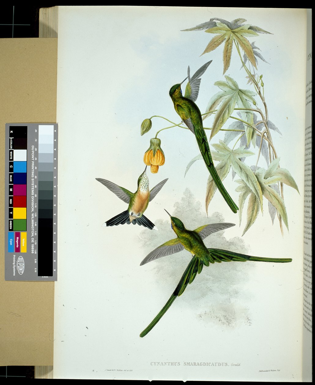 Grönstjärtad sylf (cynanthus smaragdicaudus) (handfärgad litho) av John (after) Gould