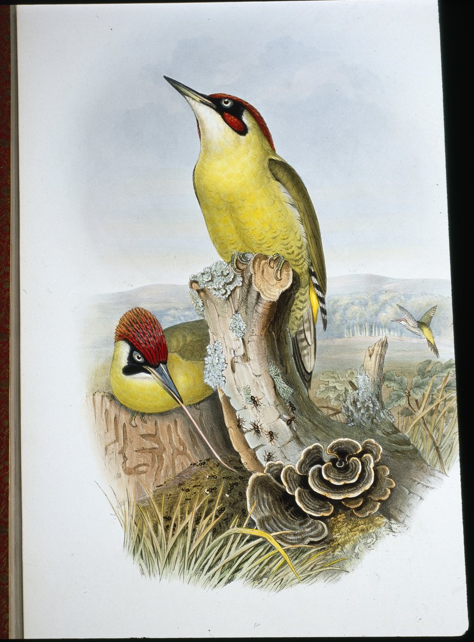Grön hackspett (Gecinus Viridis) (handfärgad litho) av John (after) Gould