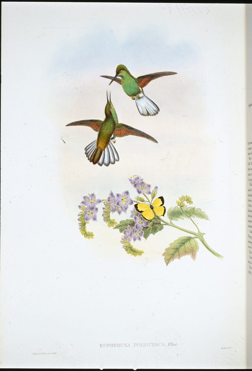 Grå randsvans (Eupherusa Poliocerca) (handfärgad litho) av John (after) Gould