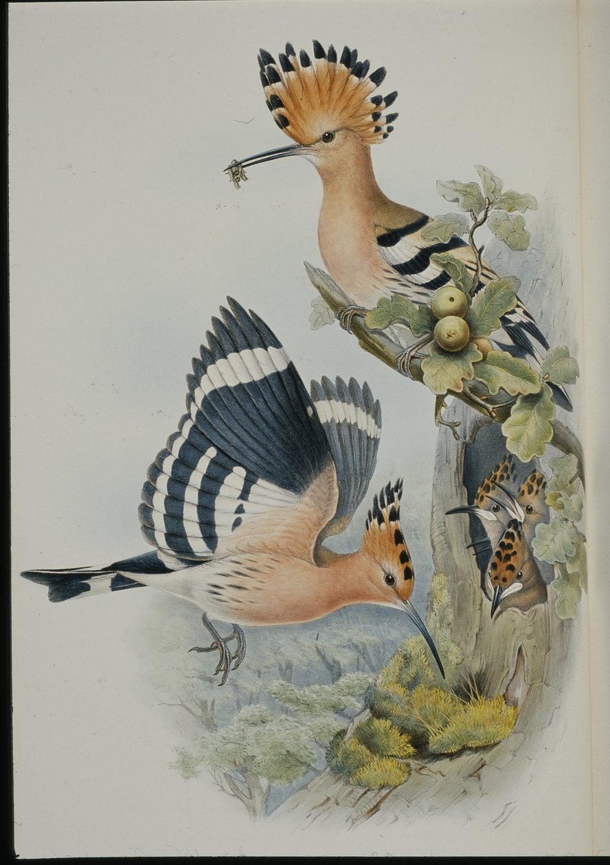 Hoopoe (Upupa Epops) (handfärgad litho) av John (after) Gould