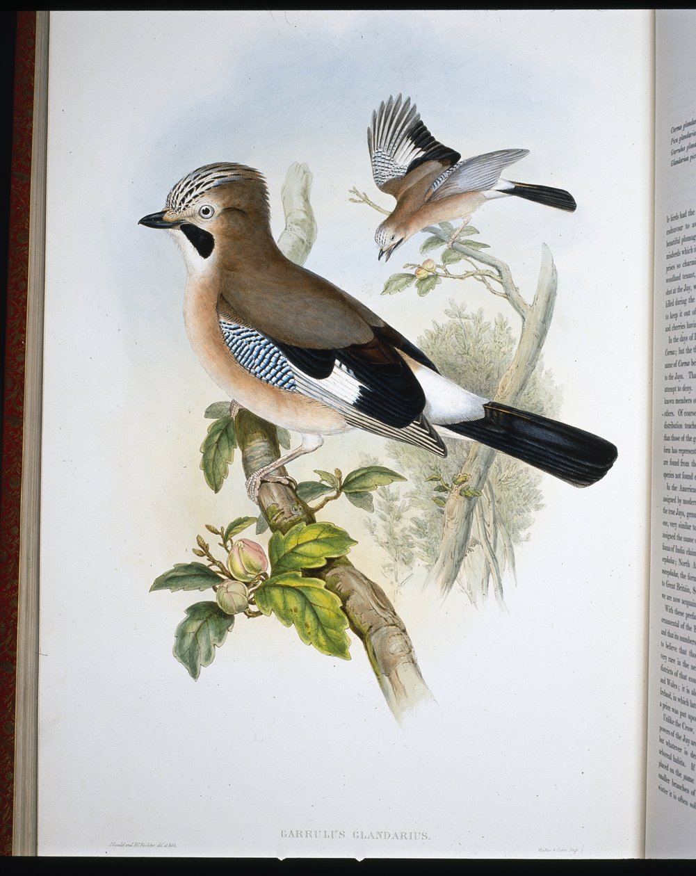Jay (Garrulus Glandarius) (handfärgad litho) av John (after) Gould