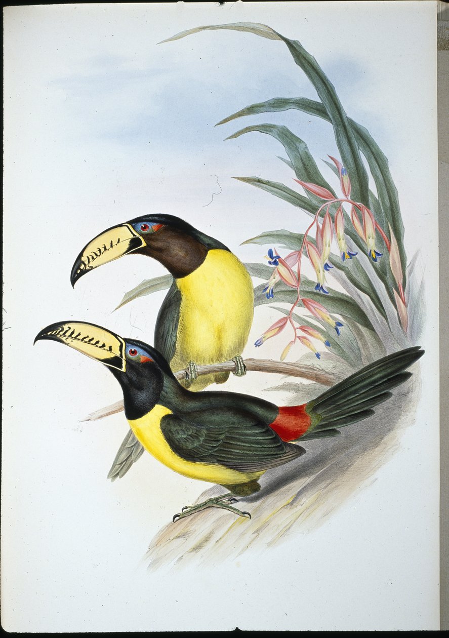 Bokstäver Aracari (pteroglossus inscriptus) (handfärgad litho) av John (after) Gould