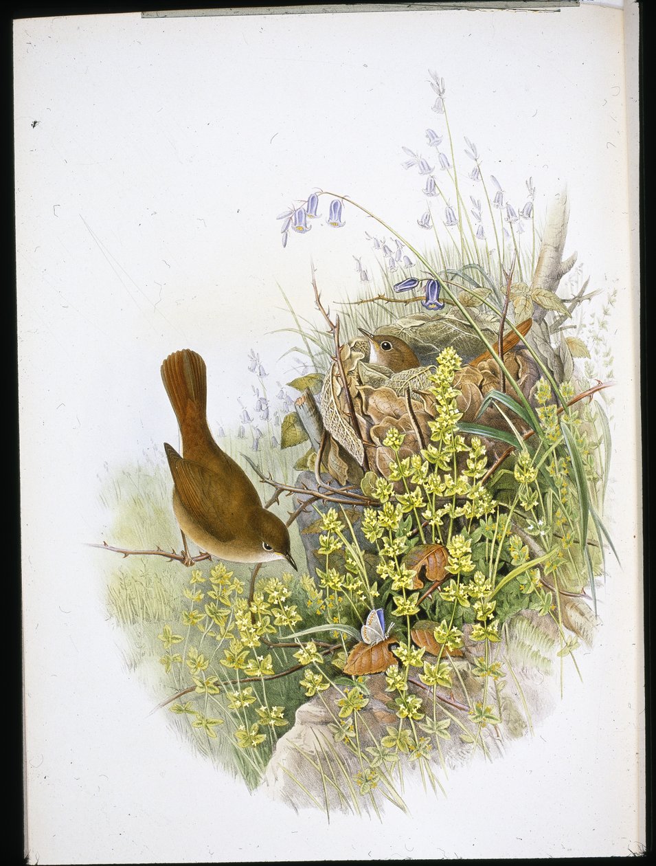 Nightingale (handfärgad litho) av John (after) Gould