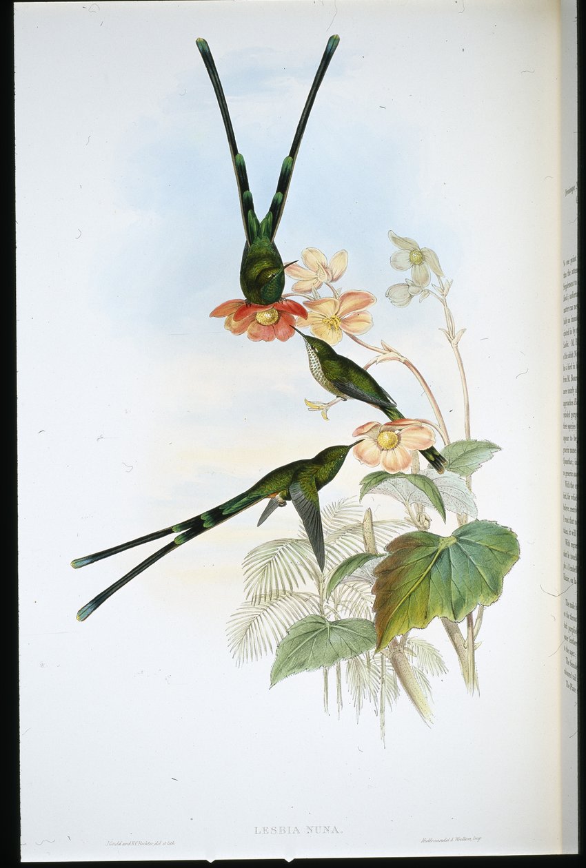 Nouna-koaliI (Lesbia Nuna) (handfärgad litho) av John (after) Gould