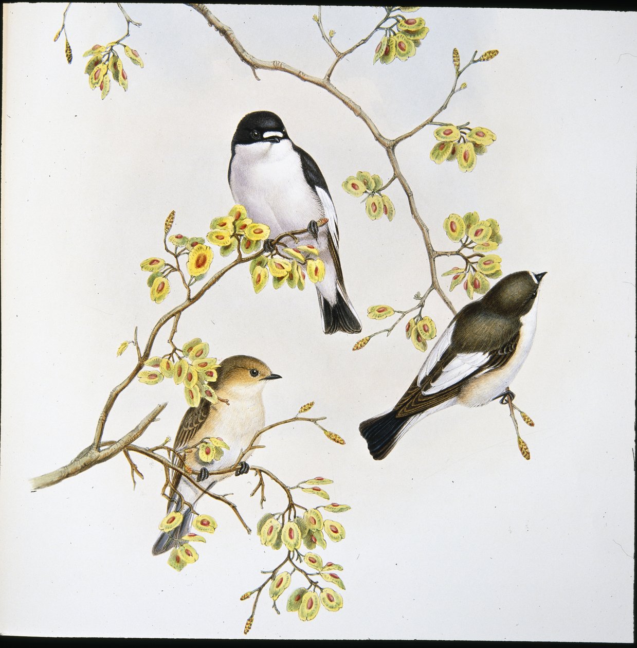 Pied flugsnappare (Muscicapa Atricapilla) (handfärgad litho) av John (after) Gould