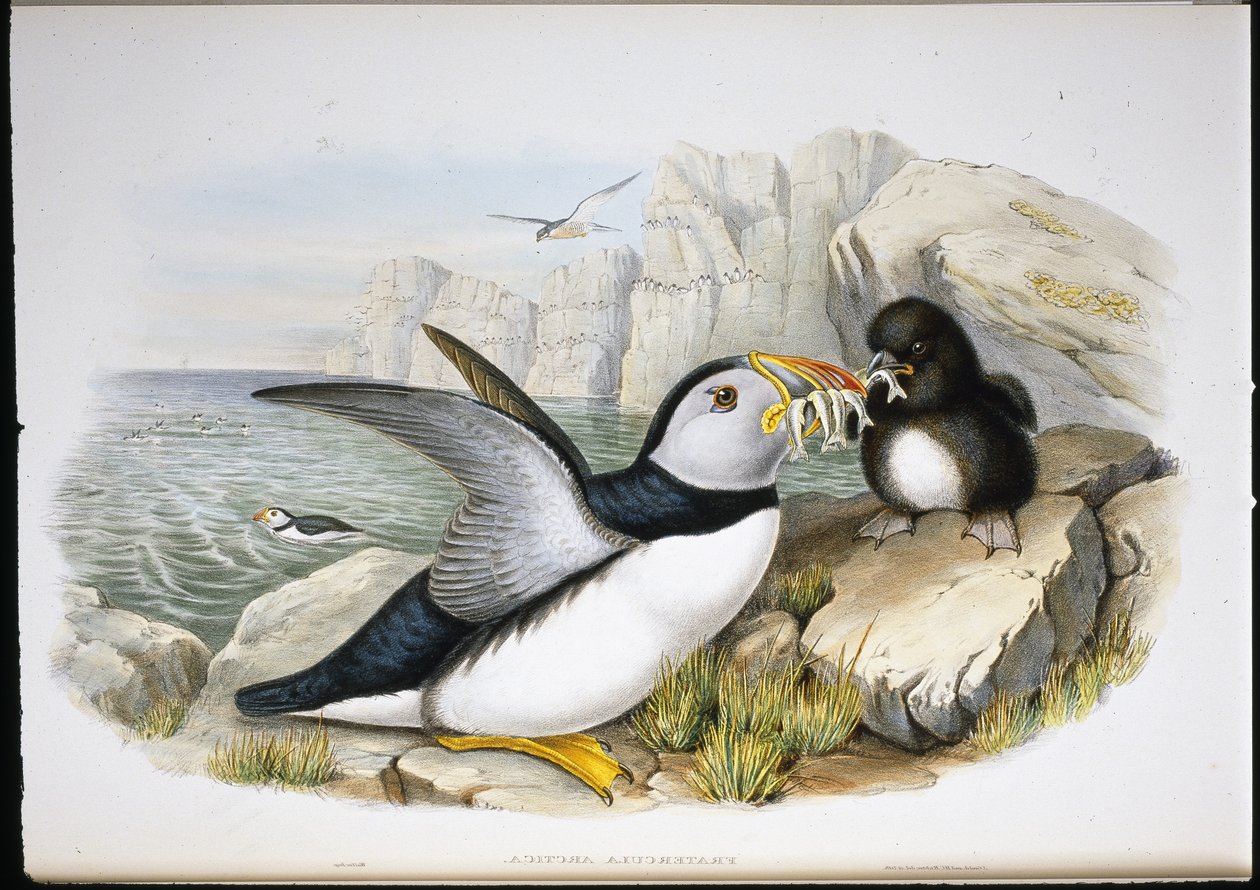 Puffin (Fratercula Arctica) (handfärgad litho) av John (after) Gould