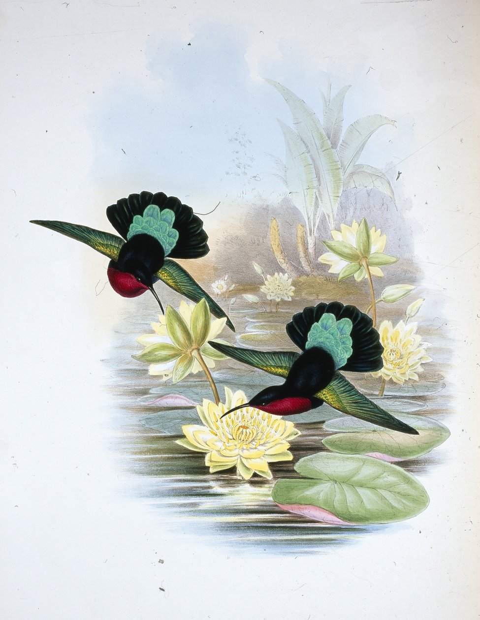 Purpurbröst Carib (Eulampis Jugularis) (handfärgad litho) av John (after) Gould