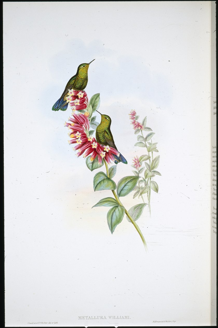 Lila-svans (Metallura Williami) (handfärgad litho) av John (after) Gould