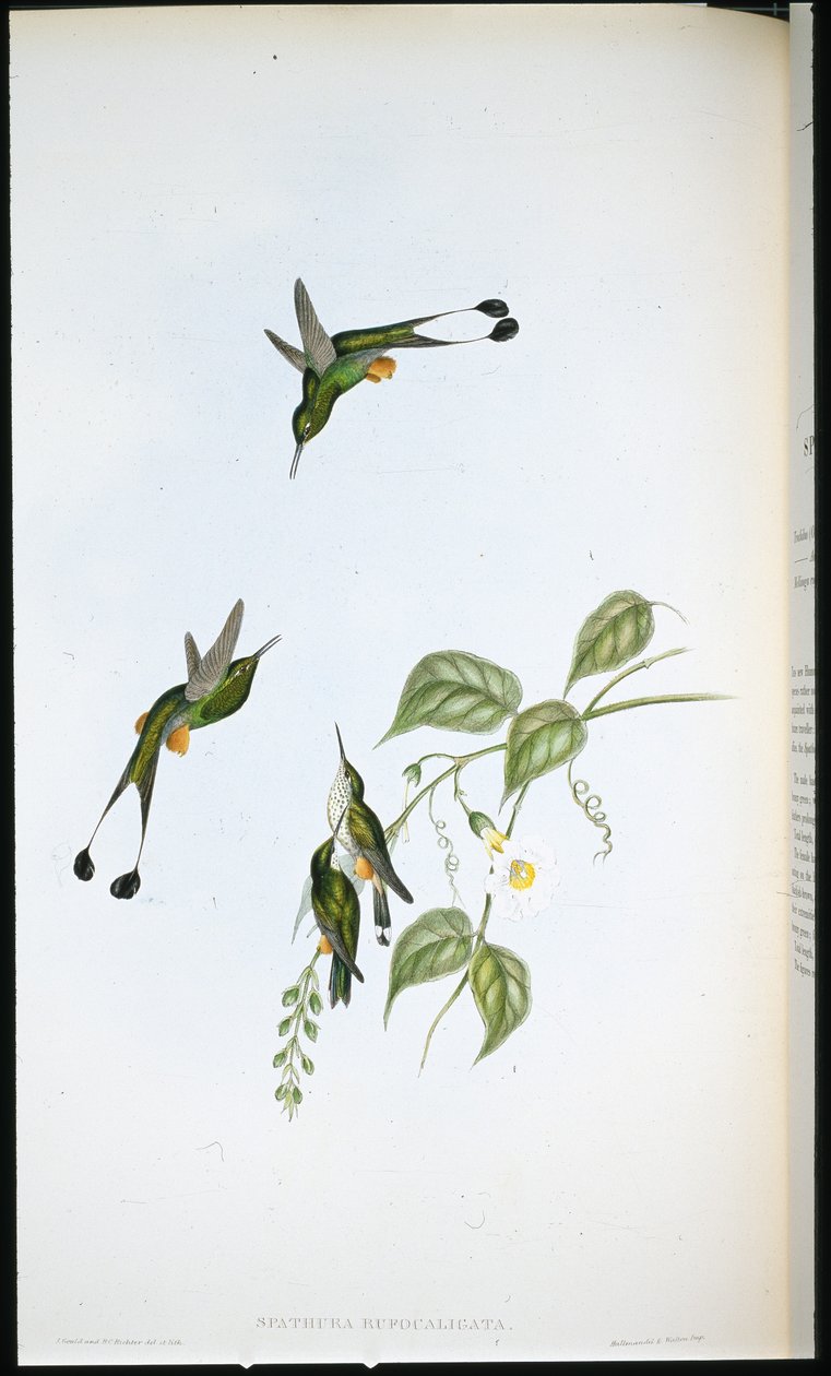 Rödstövlad Racket-tail (Spathura Rufocaligata) (handfärgad litho) av John (after) Gould