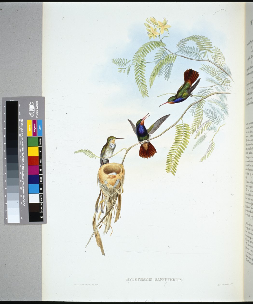 Rödstrupig safir (hylocharis sapphirinus) (handfärgad litho) av John (after) Gould