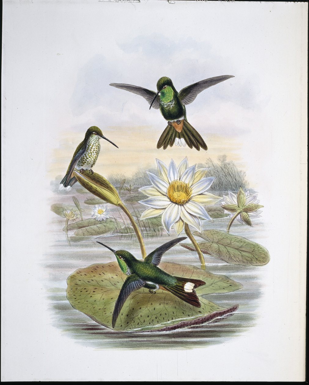 Röd ventilerad vit spets (handfärgad litho) av John (after) Gould