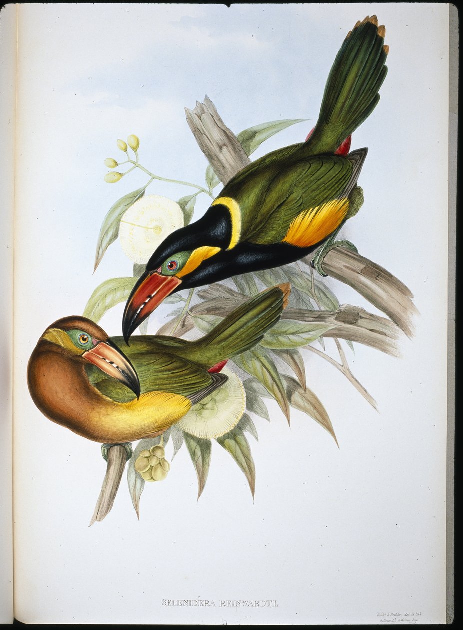 Reinhardts tukan (Selenidera Reinwardtii) (handfärgad litho) av John (after) Gould
