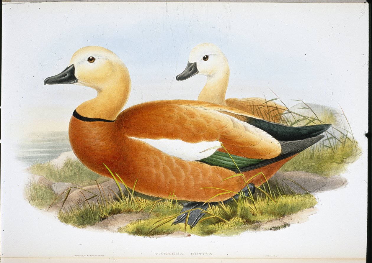 Ruddy Shelldrake (handfärgade medlemmar) av John (after) Gould