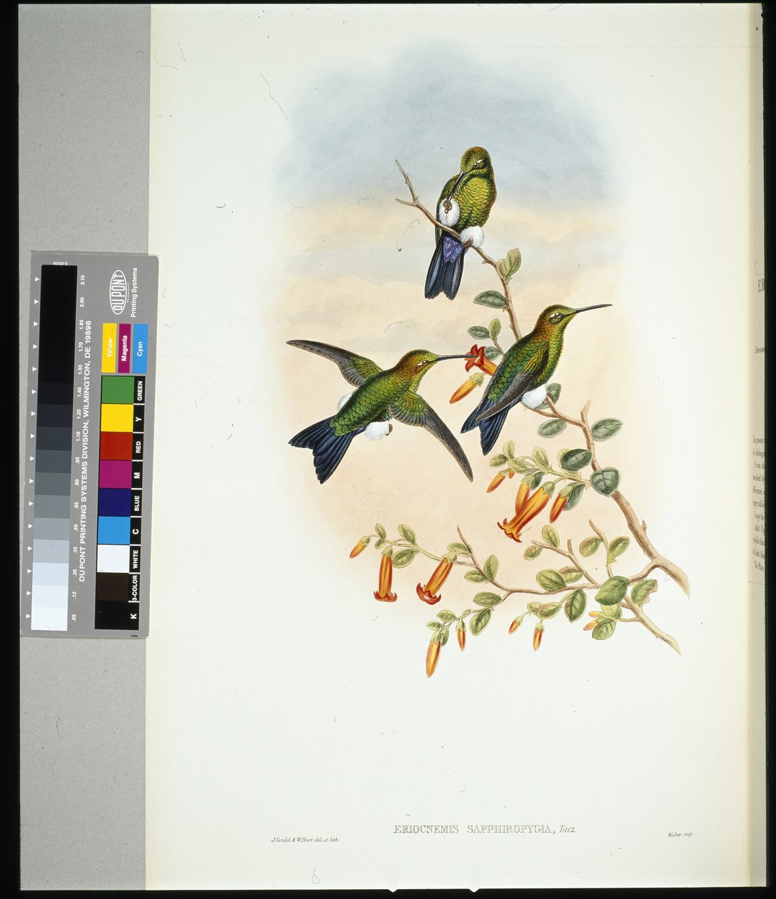 Sapphire-ventiled Puff-leg (eriocnemis sapphiropygia) (handfärgad litho) av John (after) Gould