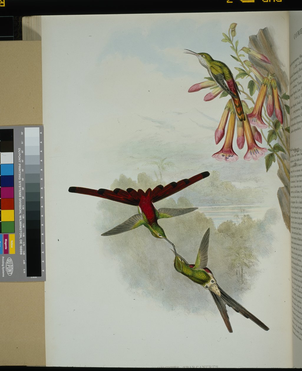 Sappho Comet (cometes sparganurus) (handfärgad litho) av John (after) Gould