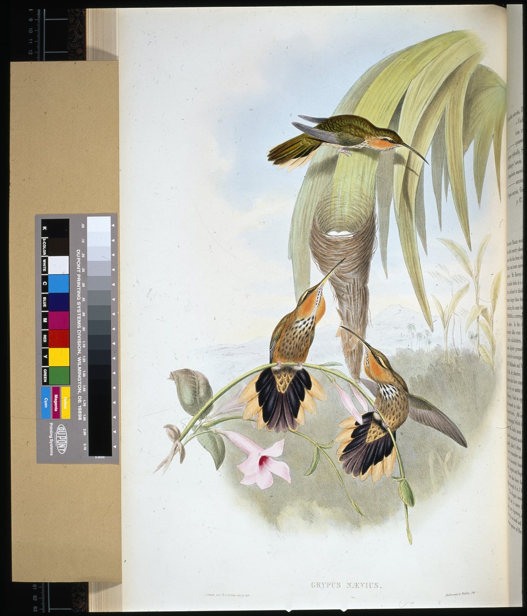 Sågnäbb (grypus naevius) (handfärgad litho) av John (after) Gould