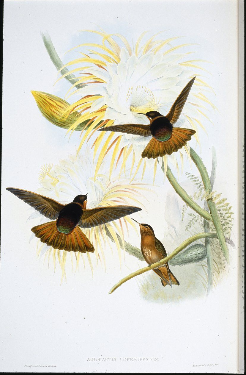 Shining Sunbeam (Agliaeactis Cupripennis) (handkolorerad litho) av John (after) Gould