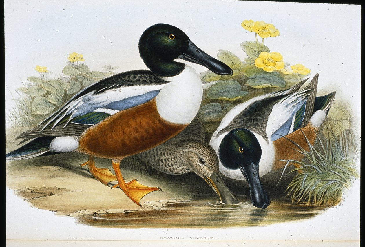 Shoveller ankor (Spatula Clypeata) (handfärgad litho) av John (after) Gould