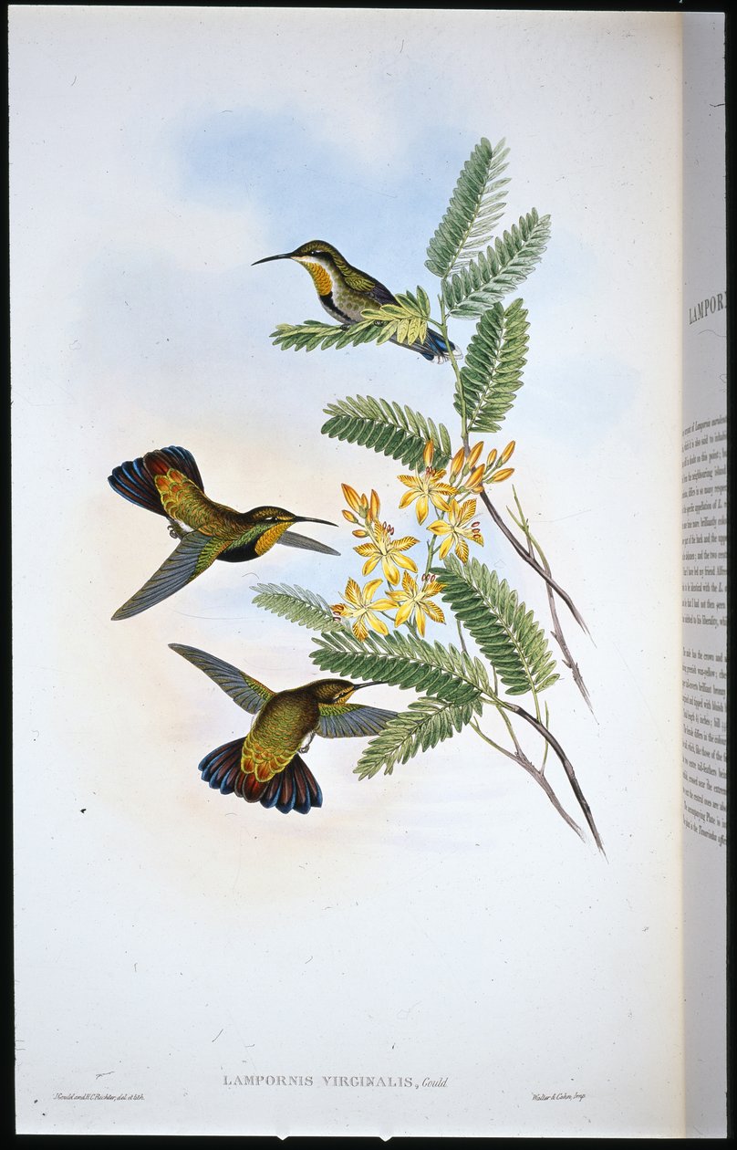 Sombre Sabre-wing (Campylopterus Obscurus) (handfärgad litho) av John (after) Gould