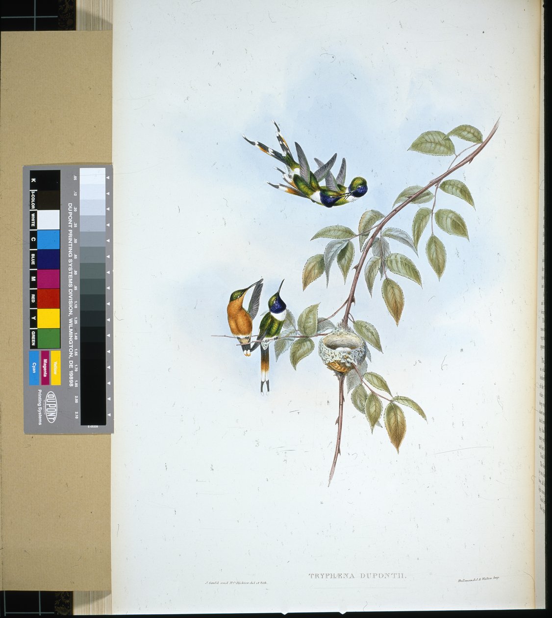 Glittrande svans (tryphaena dupontii) (handfärgad litho) av John (after) Gould
