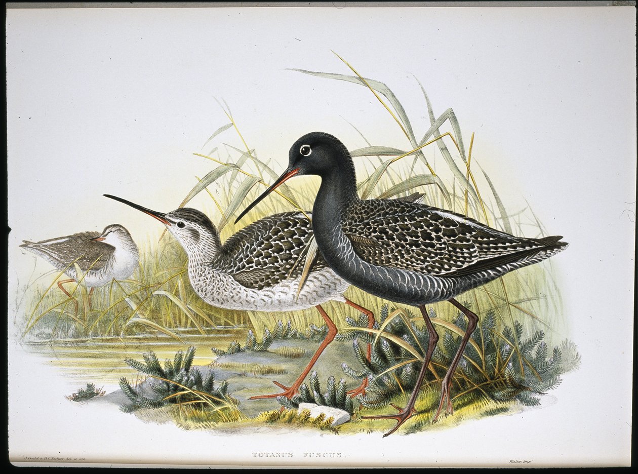 Fläckig rödben (Totanus Fuscus) (handfärgad litho) av John (after) Gould