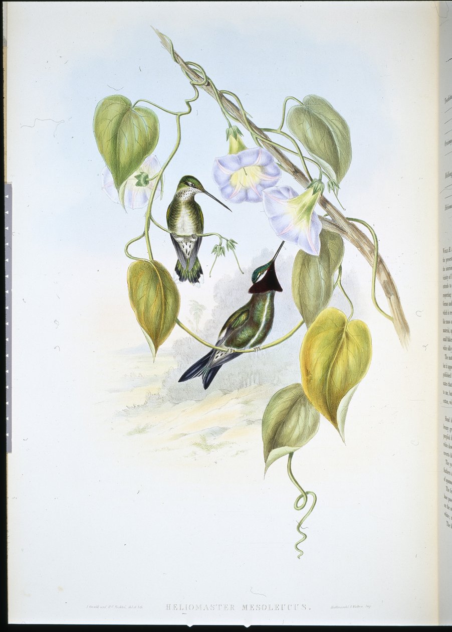 Stripe-breasted Star-throat (heliomaster mesoleucus) (handfärgad litho) av John (after) Gould