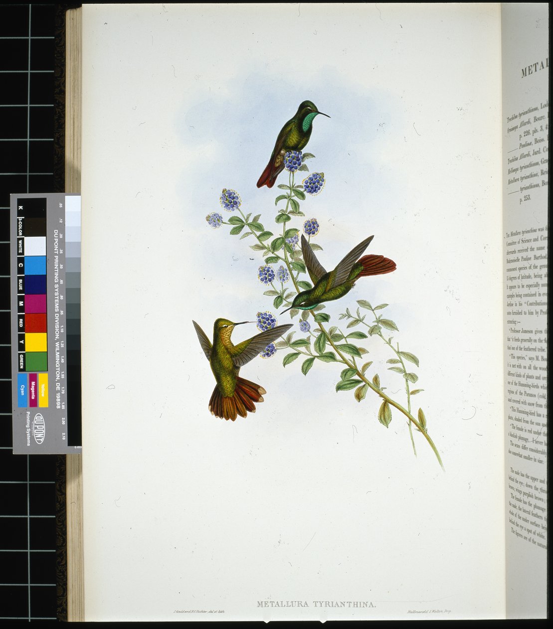 Tyrian-tail (metallura Tyrianthina) (handfärgad litho) av John (after) Gould