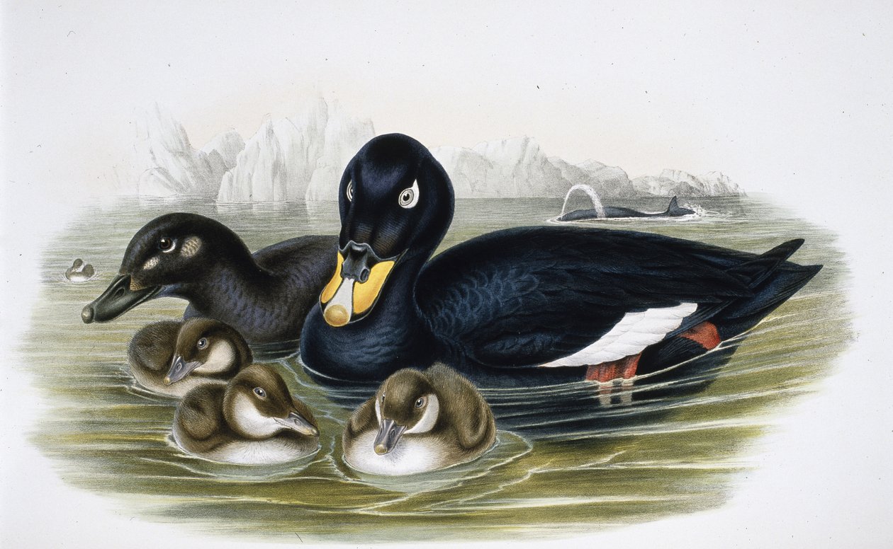 Velvet Scoter (oidemla fusca) (handfärgad litho) av John (after) Gould