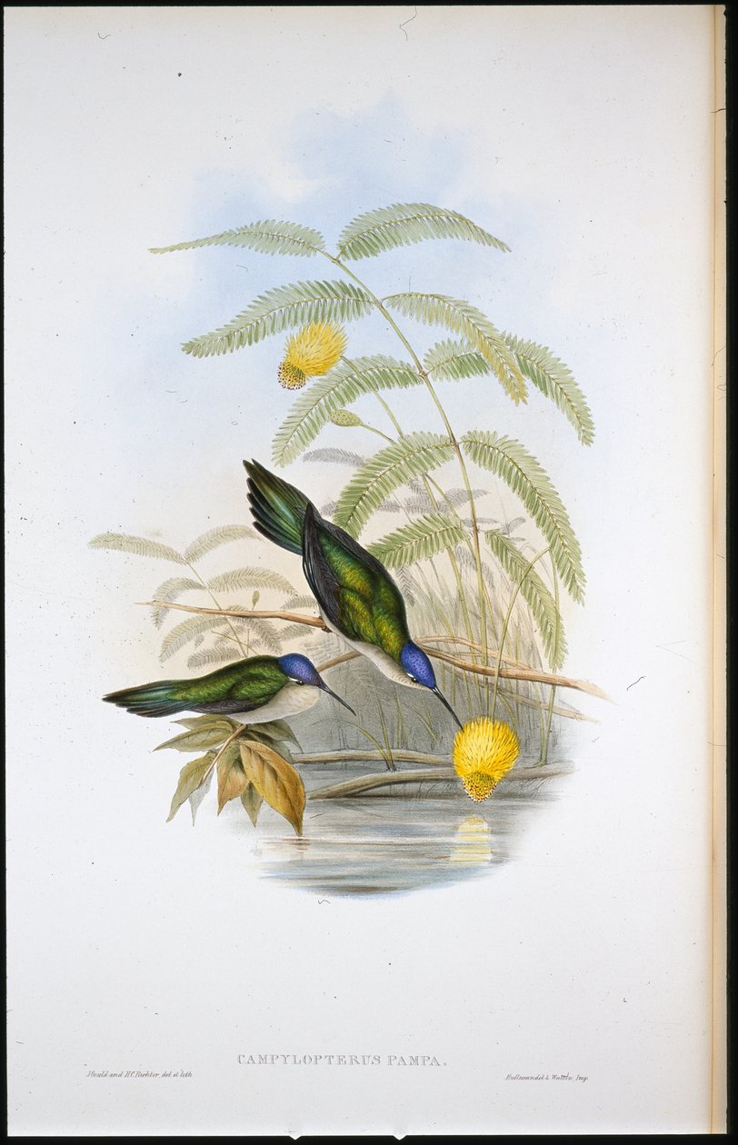 Kilstjärtad sabelvinge (Campylopterus Pampa) (handfärgad litho) av John (after) Gould