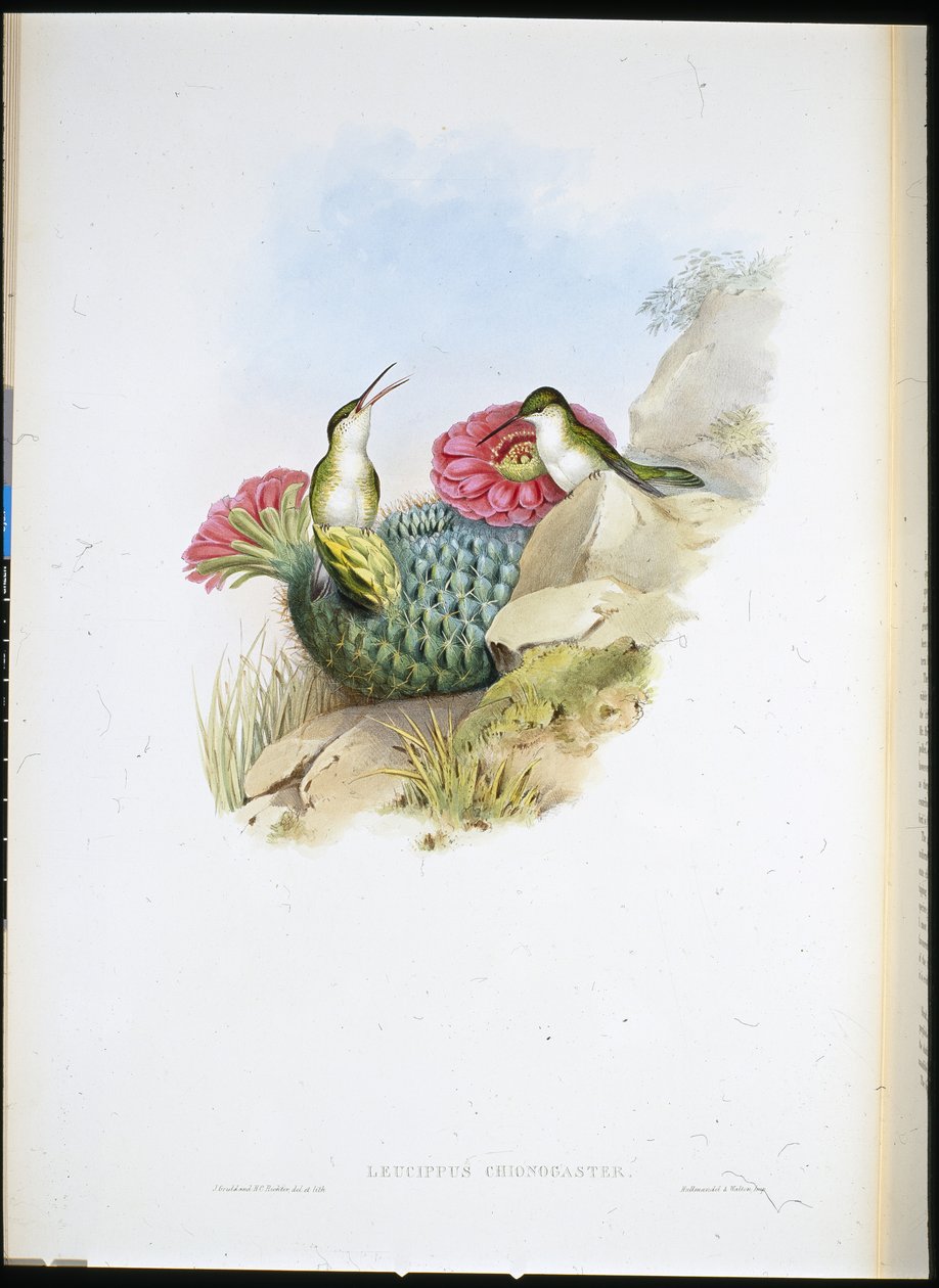 Vitbröstad Leucippus (leucippus chionogaster) (handfärgad litho) av John (after) Gould