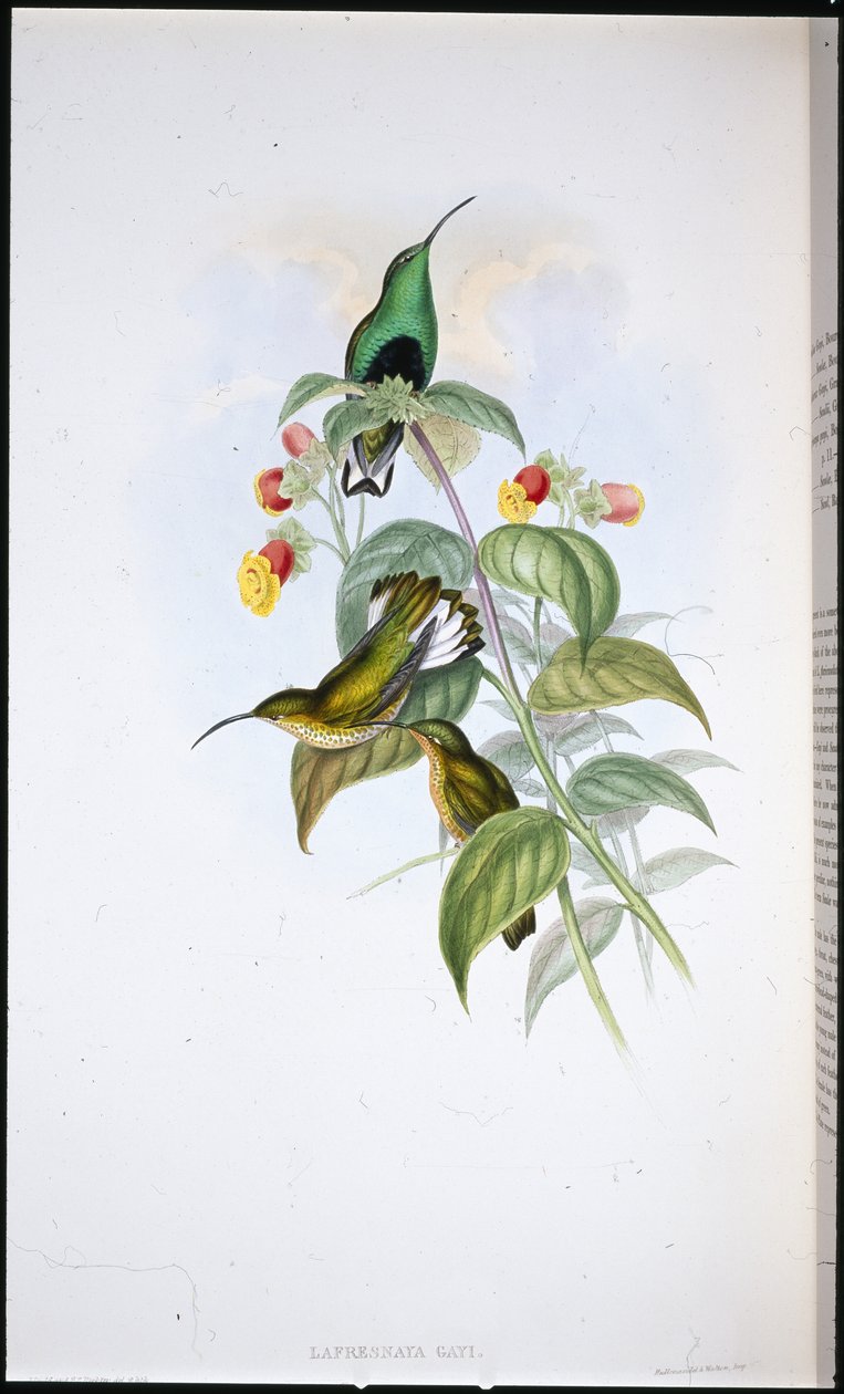 Vitsvansad sammetsbröst (Lafresnaya Gayi) (handfärgad litho) av John (after) Gould
