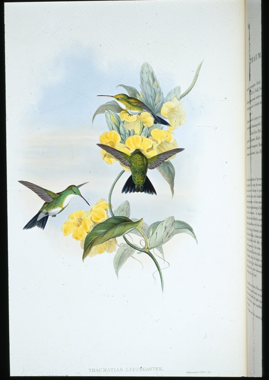 Vitstrupig smaragd (Thaumatias Leucogaster) (handfärgad litho) av John (after) Gould