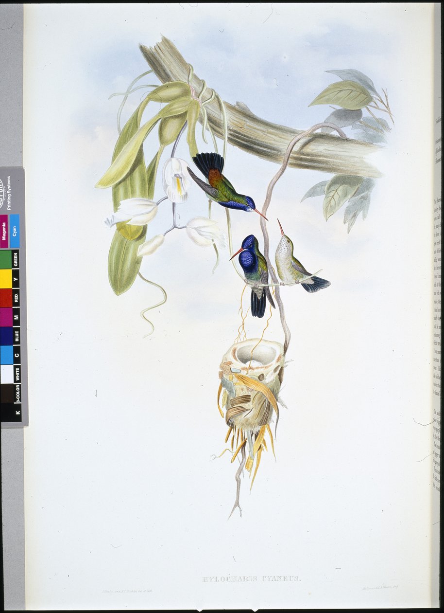 Vitstrupig safir (Hylocharis Cyaneus) (handfärgad litho) av John (after) Gould