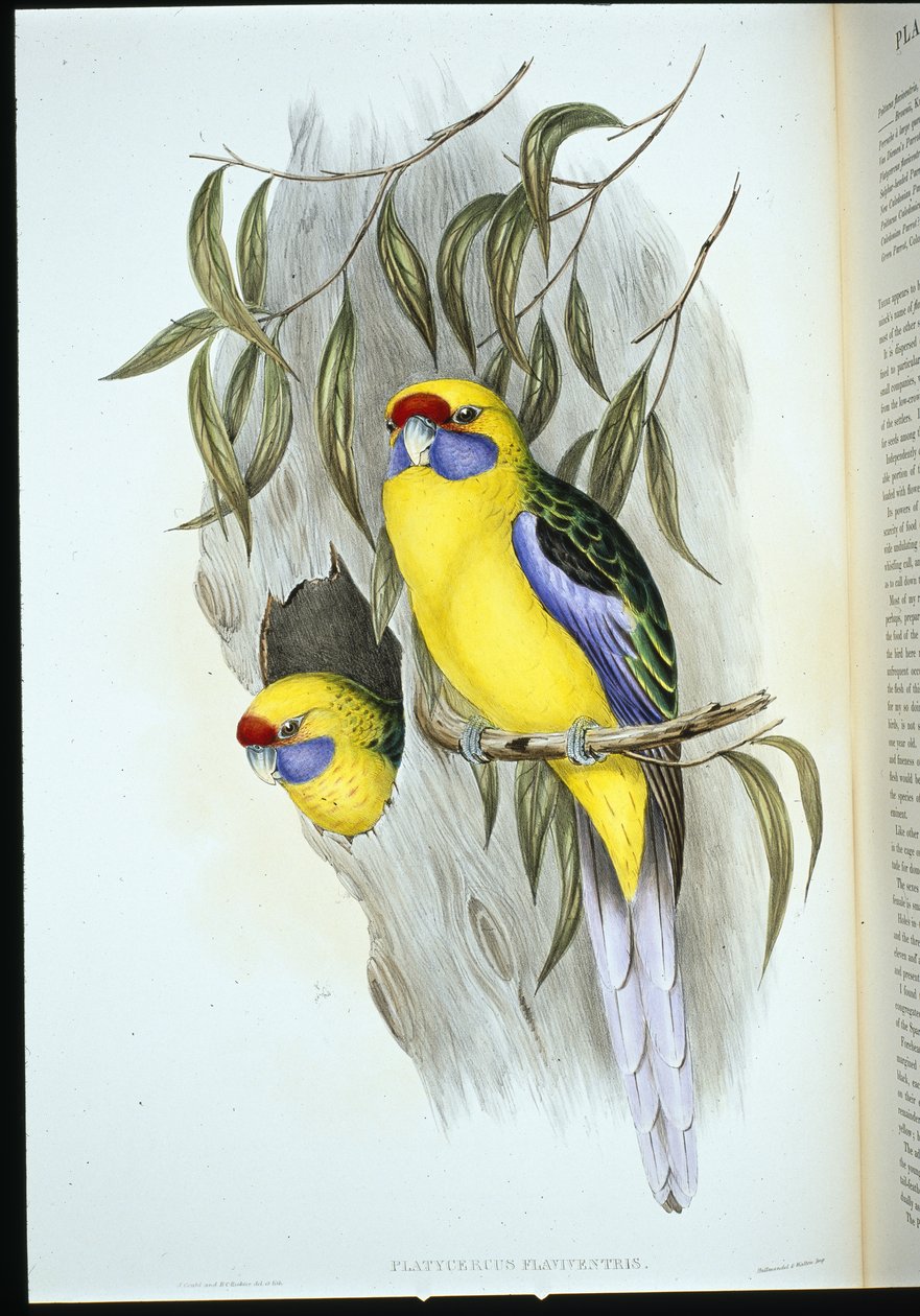 Gulbukad parakit (platycercus flaviventris) (handfärgad litho) av John (after) Gould
