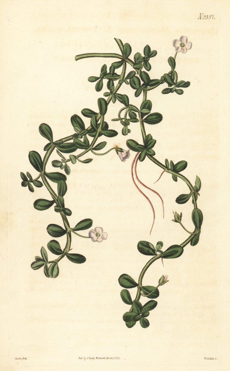 Brahmi eller vattenisop, Bacopa monnieri av John Curtis